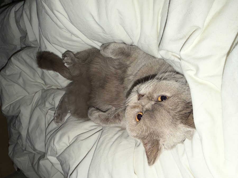 Cat rolling on bed