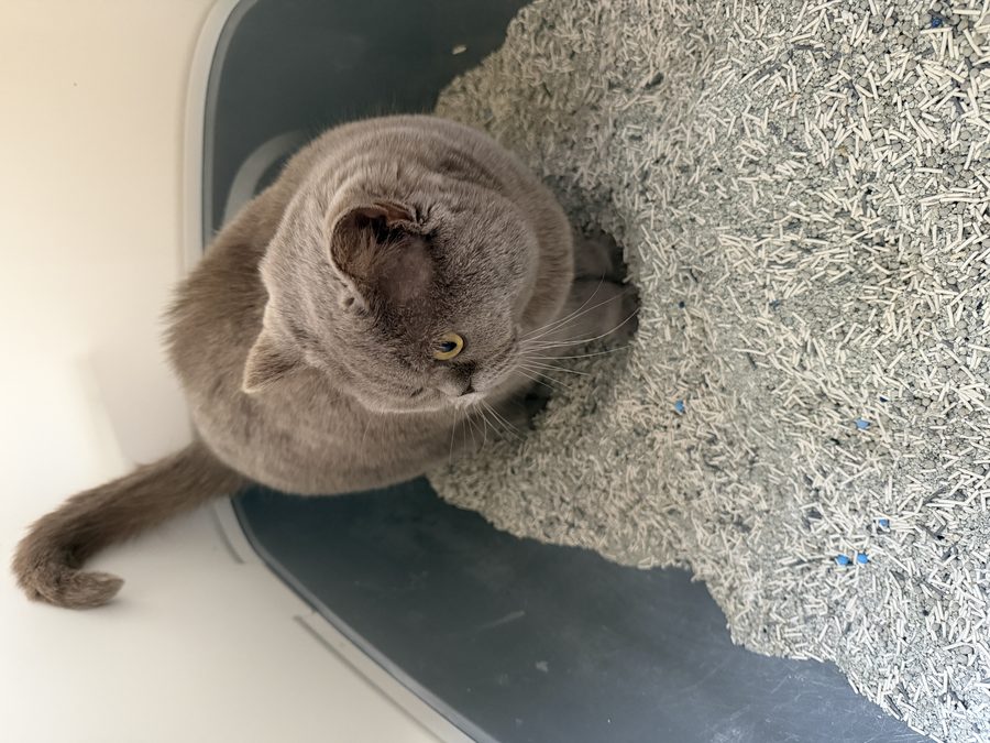 Cat in litter tray