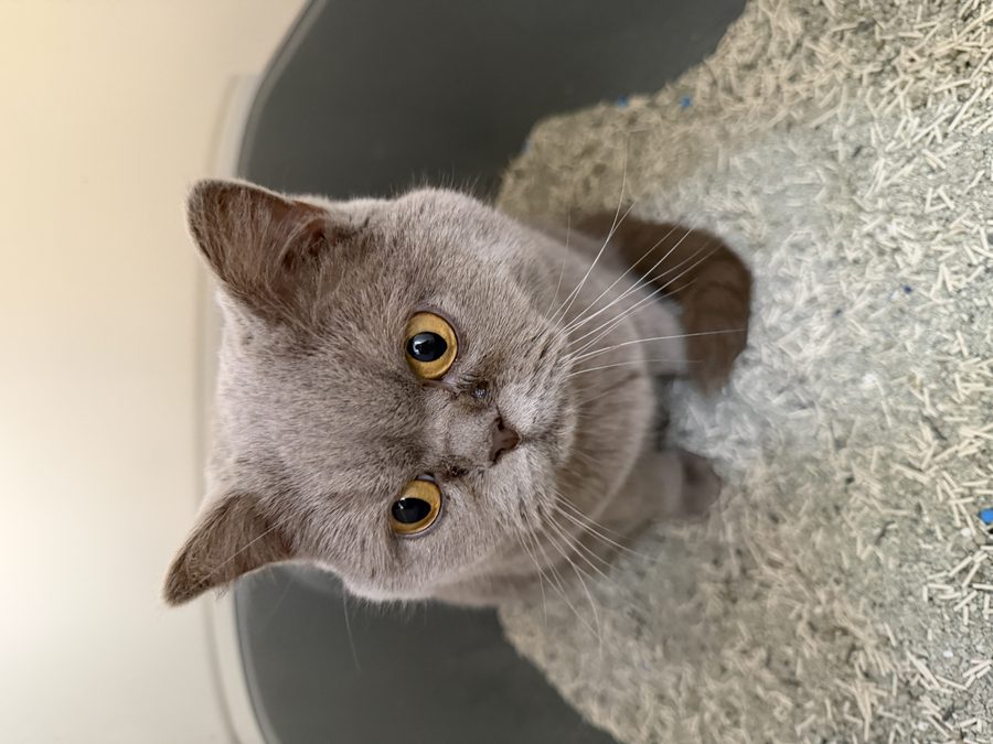 British Shorthair cat in litter box