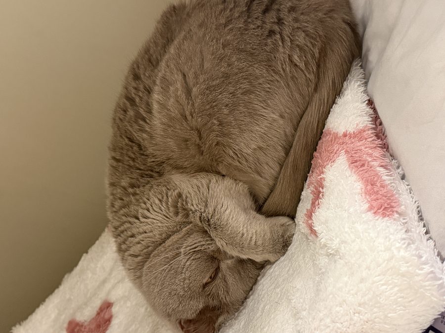 Cat sleeping on pillow