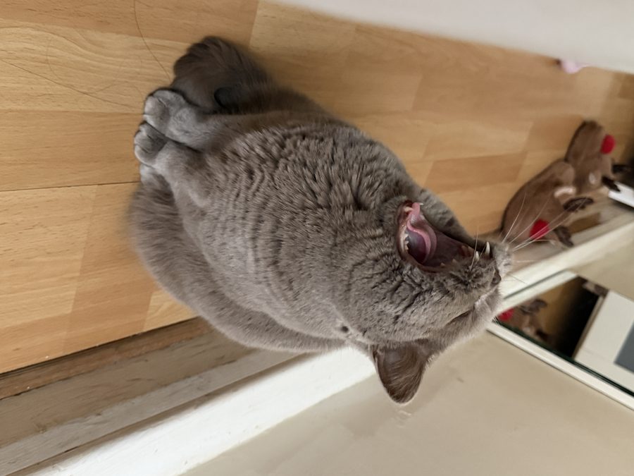 Cat yawning on floor